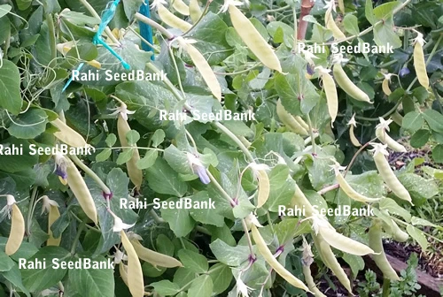 Golden-Yellow Snow Peas - A Rare & Most Desired Beautiful Peas Variety - 5 Seeds - Picture 7 of 12