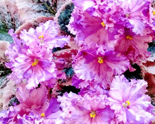 African Violet Plant - K's Fiesta Lady - Std