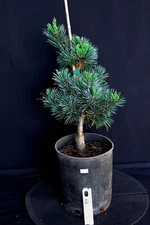 Japanese white pine ( Pinus Parviflora ) 'Aoi' --- 1 Gallon