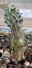 Euphorbia Polygona Rooted Succulent 2"
