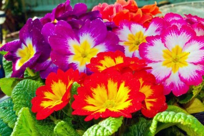 Rot gelb lila Primel Frühlingsblumen Primel Vulgaris Foto Bild