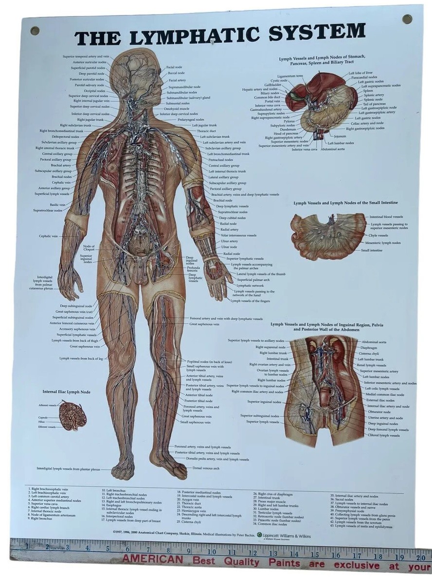 Lymphatic System Anatomical Chart Styrene Plastic 20x26 with