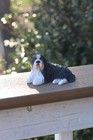 Bearded Collie Dog Figurine