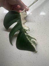 Variegated Monstera Cutting/Leaf w/ Roots  Node