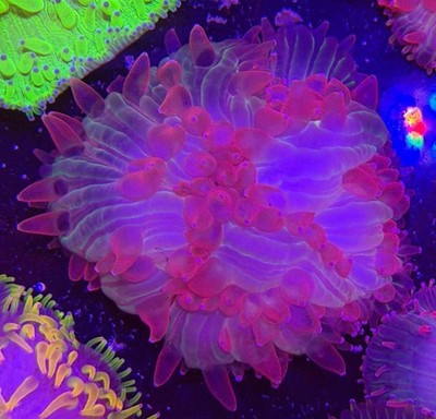 WYSIWYG Pink Tip Plate Coral