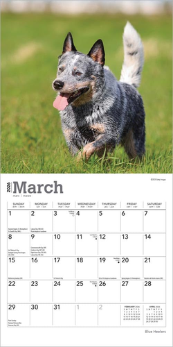 Blue Heelers | 2026 7 x 14 Inch (Hanging) Monthly Mini Wall Calendar | BrownTrou - Picture 3 of 9