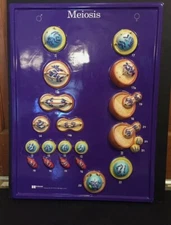 Hubbard Scientific Meiosis 3-D Educational Biology Anatomy Wall Model 1998 USA