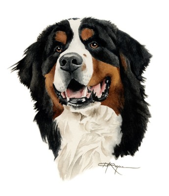 Bernese Mountain Dog Watercolor Painting 8 X 10 Art Print By Dj Rogers W/Coa | Ebay