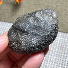 Coral stone black rough rock stones crystal Specimen Stunning 72g AC3