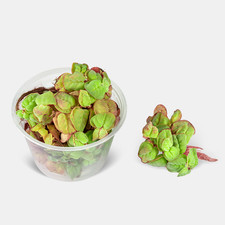 Red Root Floater Phyllanthus Fluitans - 4 oz Cup