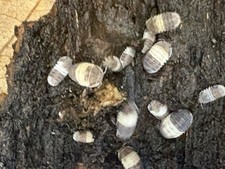 Panda King Isopods 10 Count Free Shipping