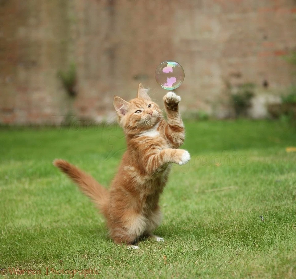 Burbujas de hierba gatera de jardín Multipet 5 oz* Foto 3 de 4