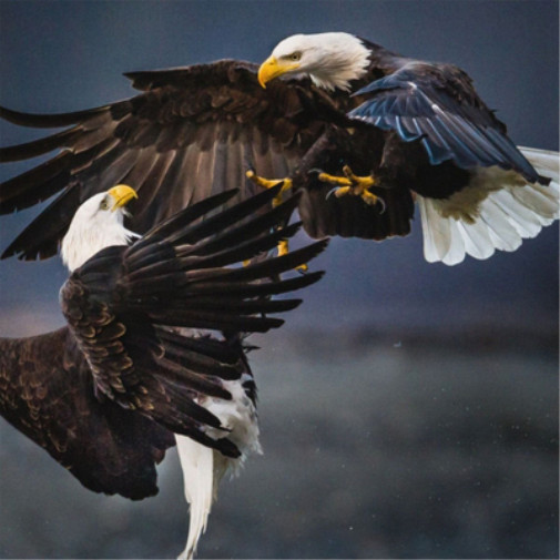 Альбом Vita Bergen Retriever (CD)