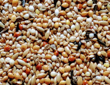 Exotenfutter 25 kg Prachtfinken Zebrafinken Vogelfutter