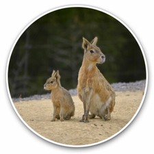 2 x Pegatinas Vinilo 20cm - Patagonian Mara Conejo Animal Genial Regalo #3558