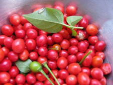 Paquete de semillas premium Red Chiltepin Heirloom Pepper