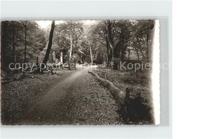 Fenhorn Friesland jungle