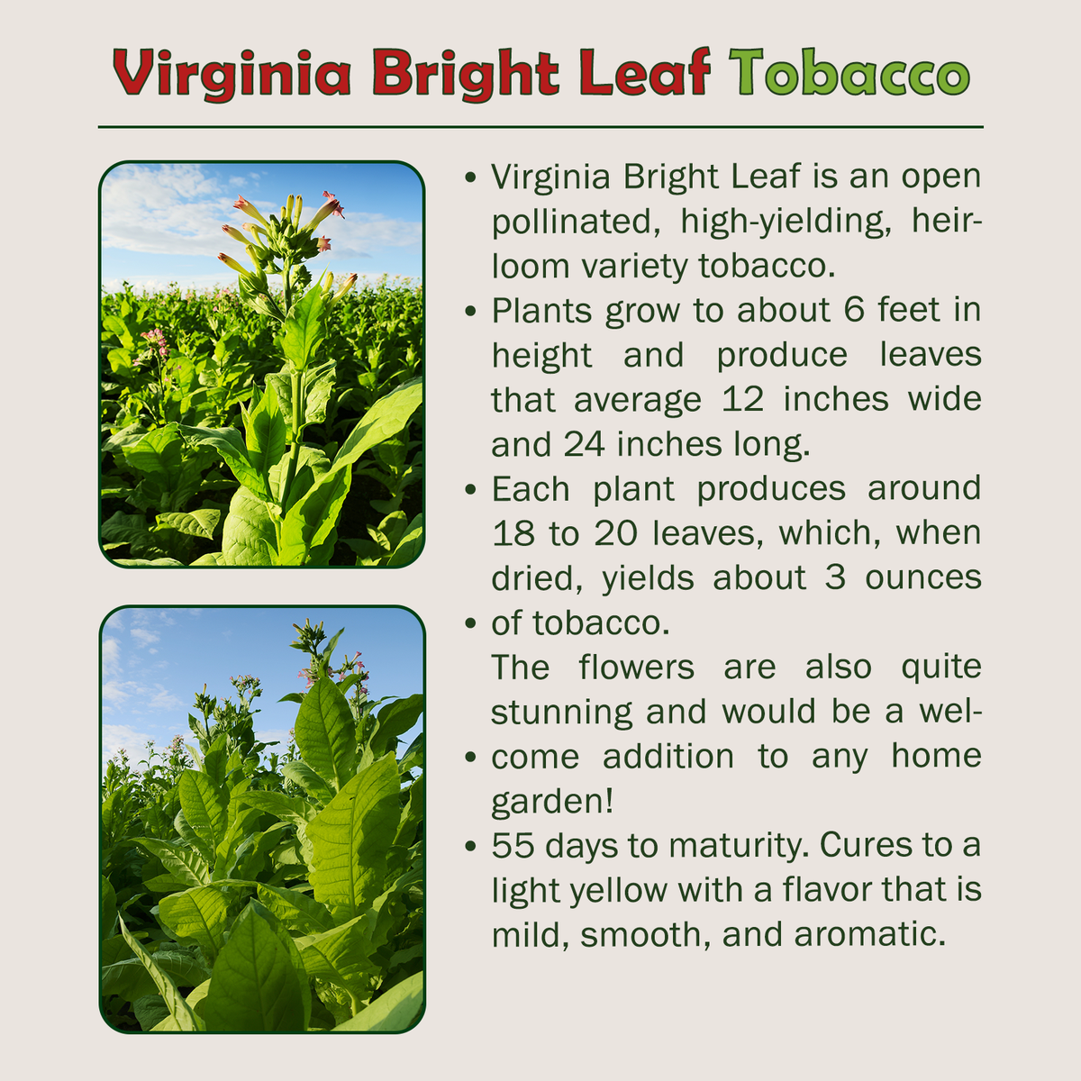 tobacco seeds ebay 1000 Virginia Bright Leaf Tobacco Seeds, Heirloom, Non-GMO, Genuine USA