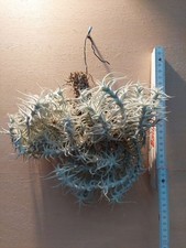 Tillandsia stellifera, clump, XXL, wiązana, duża grupa