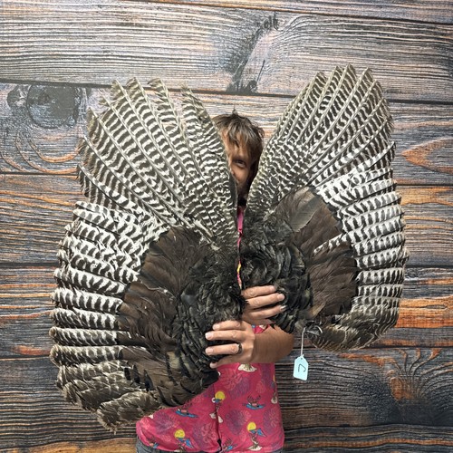 Pair Wild Turkey Wings Feathers plume fan Bustle Fly Tying Craft Art Mount Hat