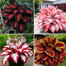 Hosta Seeds for Planting, 150 pcs Rare Perennial Hosta Flower Seeds, Non-GMO ...