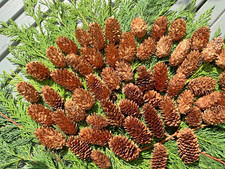 50 small Norway spruce/fir/ pine cones dried table decor wreaths