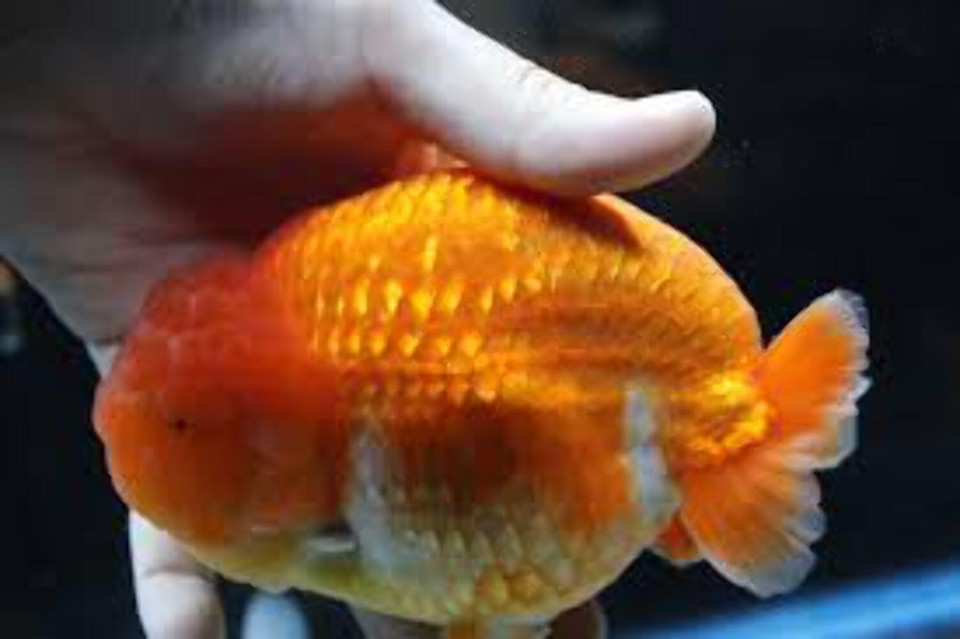 Live Fancy Goldfish Premium Select Our Choice Thai Hybrid Ranchu Big ...