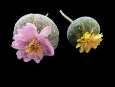 Mini cactus a botte artificiale da fiore.  DUE pezzi