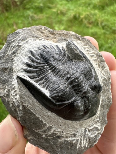 Mrakibina Cattoi Trilobit 400 Millionen Jahre alt Marokko - Bild 8 von 14
