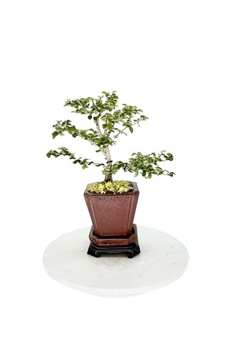 suiseki Japan bonsai antique aquarium 加茂川石 kamoRiver stone