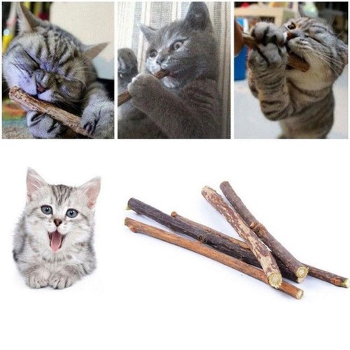 15-100x Matatabi Katzenminze Catnip Snacks Sticks Katzen Kauhölzer Zähne Gesund* - Bild 16 von 20