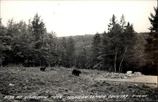 RPPC Bears Keweenaw Park Michigan Copper Country ~ real photo postcard sku373