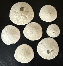 Set of 7 Sand Dollar Seashells - A0186