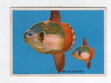 Sanitarium Weet-bix Deep Sea wonders 1965 #12 Sun Fish
