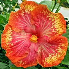 ☑️ MADAGASCAR HIBISCUS MOSCHEUTOS Hibiscus seedpack Rose Of Sharon HS790