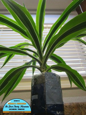 Lemon Lime Dracaena - Live Houseplant | eBay