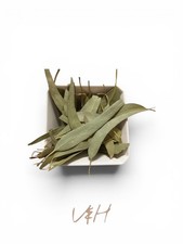 Dried Eucalyptus Leaves   Pure, Fresh, Ideal for Crafts  Scents