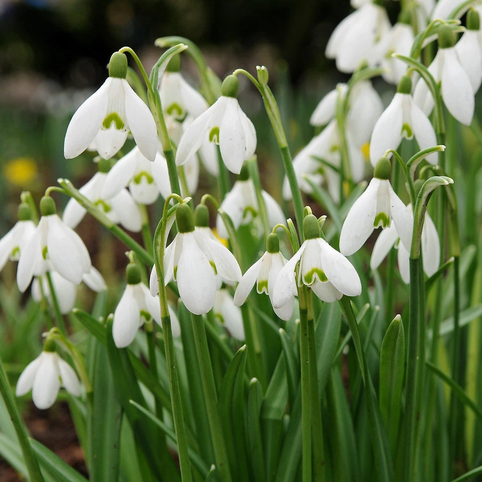 Gota de nieve común fácil de cultivar Galanthus Nivalis 10 bulbos de plantas, principios de primavera Foto 4 de 4