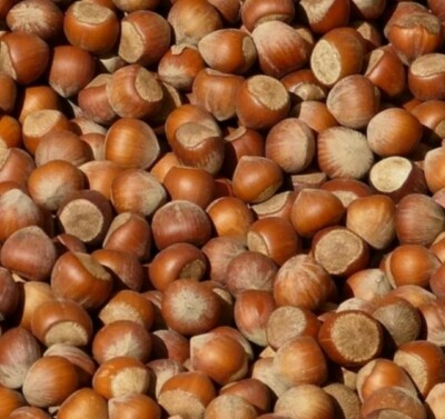 20kg Haselnüsse in der Schale, Bio-Qualität, Ernte 2025