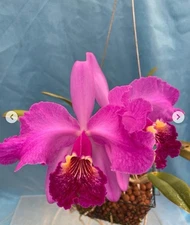 Cattleya lueddemanniana Rubra ‘Bliss’ X ‘Canaima’s Panita’ AM) Fragrant 2” Pot