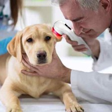 Cold Laser Therapy for Human and Pets Red Light Physiotherapy for Pain Relief