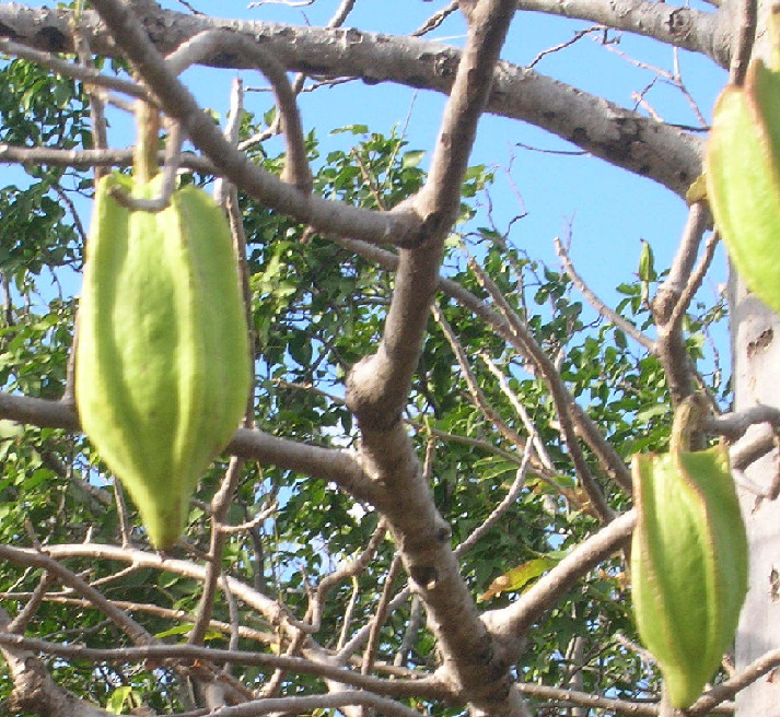 10 Jacaratia mexicana - Papaya de montaña - bonete - cuaguayote - semillas seeds