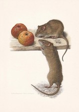 1960 BROWN RAT Print - Vintage Animal Wall Art Decor - 7.5 x 10.6 Inches