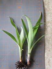 Billbergia for sale - eBay