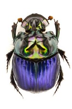 Phanaeus for collectors | Horned Rhinoceros Dung Beetles