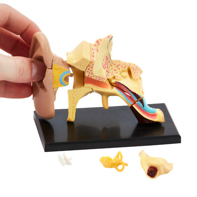 Menschliche Anatomie Ohr Modell | 14-teiliges 3D Mensch Ohr Puzzle | Ohr Figur Modell