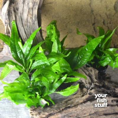 Java Fern Microsorum pteropus Live Aquarium Plant **Buy 1 Get 1 50% OFF** POTTED