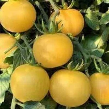 100 Sweet Lemon Tomato Seeds. Organic. USA Seeds. Ships free