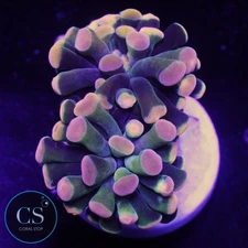 CS SPLITTING RAINBOW GOLD HAMMER - WYSIWYG LIVE CORAL