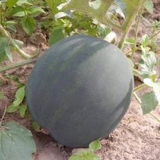 35 Organic Heirloom Giant Black Diamond Watermelon Seeds - Massive 50+ LB Melons